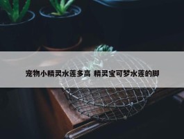 宠物小精灵水莲多高 精灵宝可梦水莲的脚