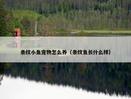 条纹小鱼宠物怎么养（条纹鱼长什么样）