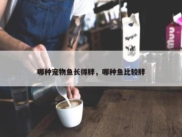 哪种宠物鱼长得胖，哪种鱼比较胖