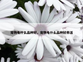 宠物龟什么品种好，宠物龟什么品种好养活