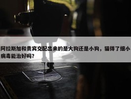 阿拉斯加和贵宾交配出来的是大狗还是小狗，猫得了细小病毒能治好吗？