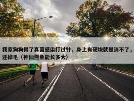 我家狗狗得了真菌感染打过针，身上有硬块就是消不了，还掉毛（神仙燕鱼能长多大）