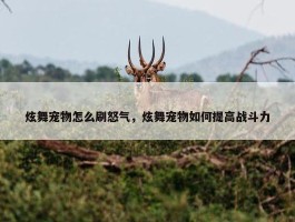 炫舞宠物怎么刷怒气，炫舞宠物如何提高战斗力