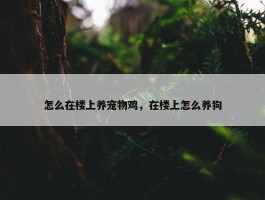 怎么在楼上养宠物鸡，在楼上怎么养狗