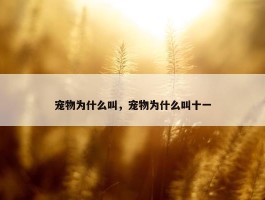 宠物为什么叫，宠物为什么叫十一