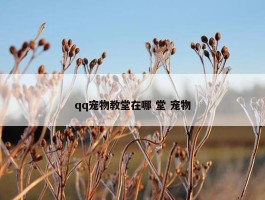 qq宠物教堂在哪 堂 宠物