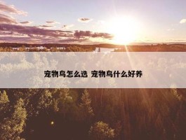 宠物鸟怎么选 宠物鸟什么好养