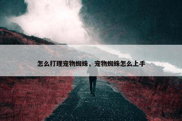 怎么打理宠物蜘蛛，宠物蜘蛛怎么上手