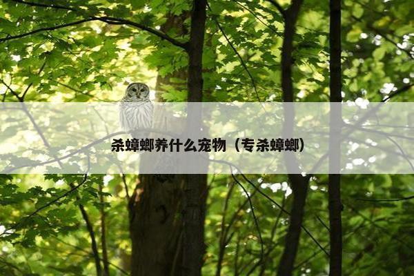 杀蟑螂养什么宠物（专杀蟑螂）