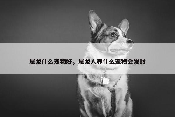 属龙什么宠物好，属龙人养什么宠物会发财