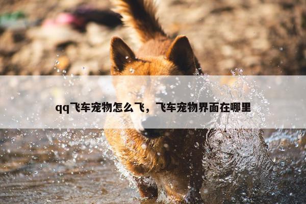 qq飞车宠物怎么飞，飞车宠物界面在哪里