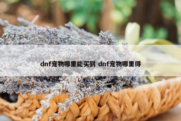 dnf宠物哪里能买到 dnf宠物哪里得