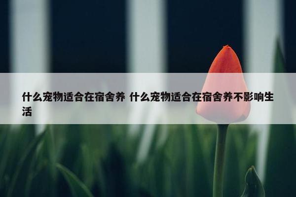 什么宠物适合在宿舍养 什么宠物适合在宿舍养不影响生活