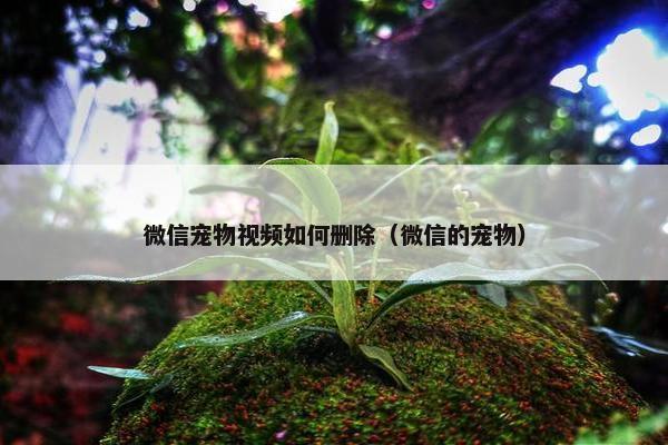 微信宠物视频如何删除（微信的宠物）