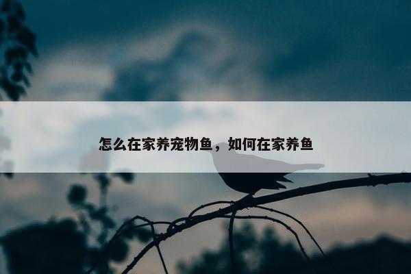 怎么在家养宠物鱼，如何在家养鱼