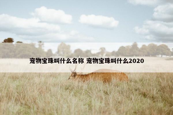 宠物宝珠叫什么名称 宠物宝珠叫什么2020