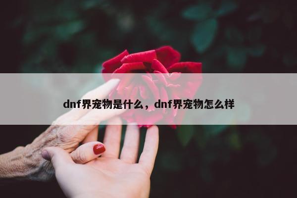 dnf界宠物是什么，dnf界宠物怎么样