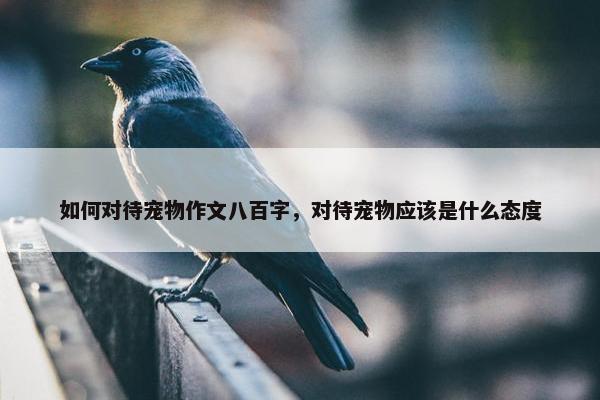 如何对待宠物作文八百字，对待宠物应该是什么态度