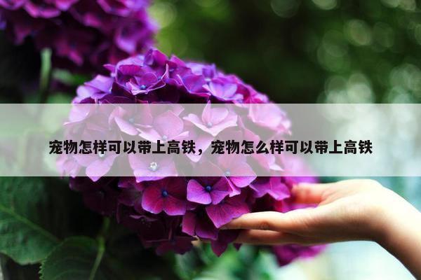 宠物怎样可以带上高铁，宠物怎么样可以带上高铁