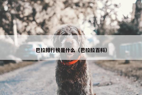 巴拉排行榜是什么（巴拉拉百科）