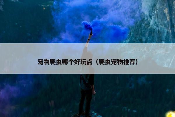 宠物爬虫哪个好玩点（爬虫宠物推荐）