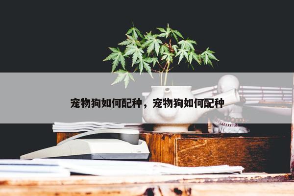 宠物狗如何配种，宠物狗如何配种