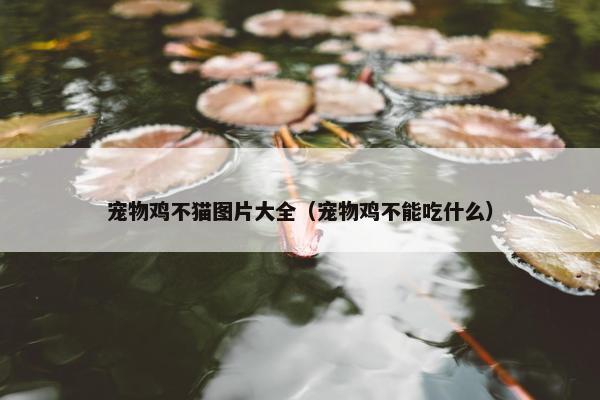 宠物鸡不猫图片大全（宠物鸡不能吃什么）