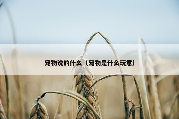 宠物说的什么（宠物是什么玩意）