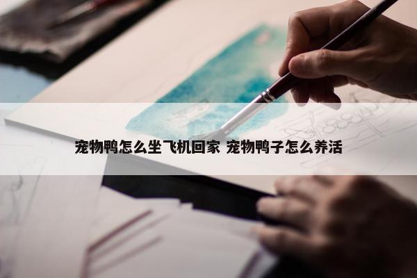 宠物鸭怎么坐飞机回家 宠物鸭子怎么养活