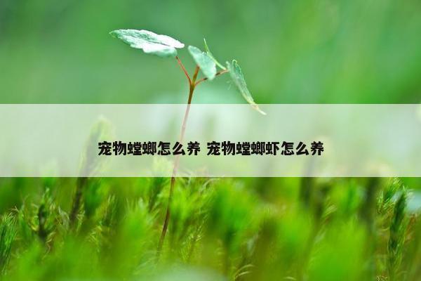 宠物螳螂怎么养 宠物螳螂虾怎么养