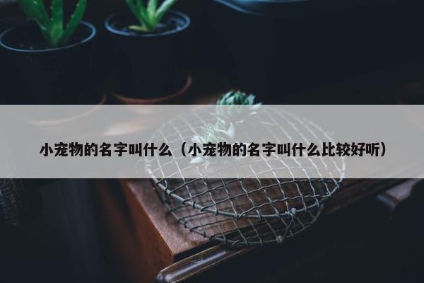 小宠物的名字叫什么（小宠物的名字叫什么比较好听）