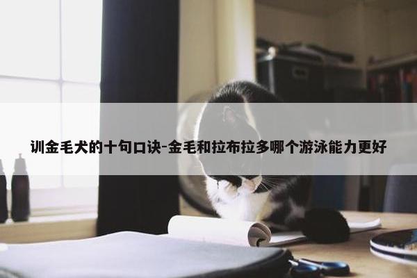 训金毛犬的十句口诀-金毛和拉布拉多哪个游泳能力更好