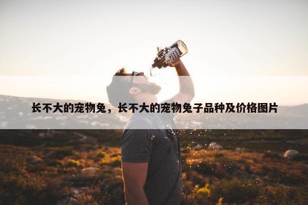 长不大的宠物兔，长不大的宠物兔子品种及价格图片