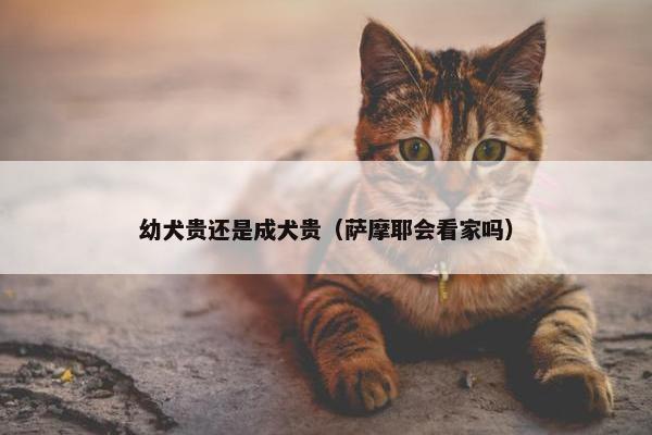 幼犬贵还是成犬贵（萨摩耶会看家吗）