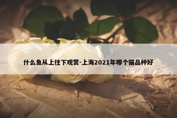 什么鱼从上往下观赏-上海2021年哪个猫品种好