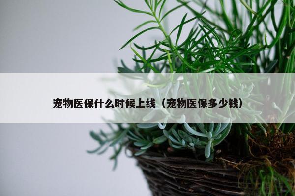 宠物医保什么时候上线（宠物医保多少钱）